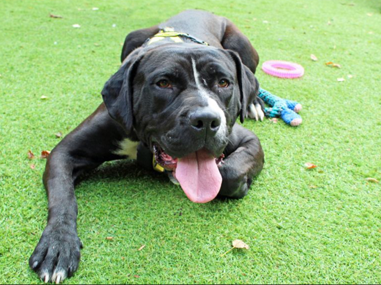 Emmie is sadly an unclaimed stray. She’s a beautiful big and bouncy girl with a lot of energy and she just loves to play. A friendly crossbreed, she will need to be the only dog in the home but with friends outside.