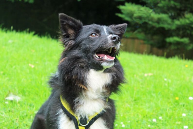 Wren is such a tiny dinky little Collie and couldn’t be more appropriately named! He does find the world to be rather a scary place and would like a home away from any busy roads. He is looking for a pet free, adult home, preferably with a female household