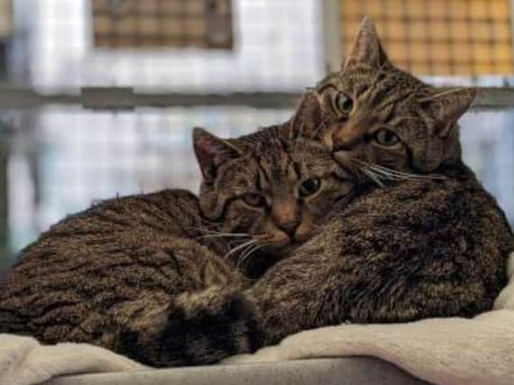 Here are 11 cats under the care of Holly Hedge hoping to find their forever home. 