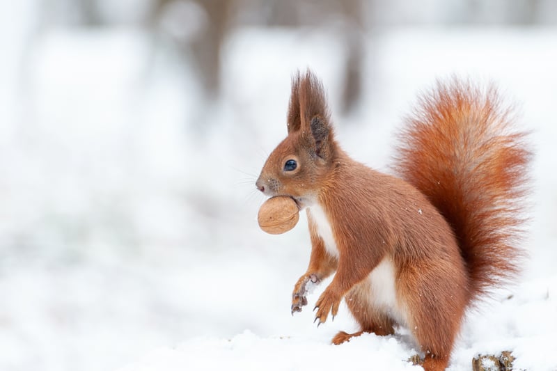 The Red Squirrel Trail is a signposted walk around the beautiful woodlands and takes around an hour to complete.