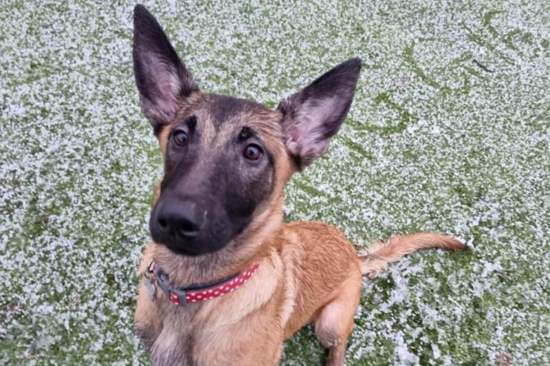 Maggie is a 5 month old Belgium Shepherd who could live with teenage children and a dog savvy cat. She needs a home with a large secure garden.