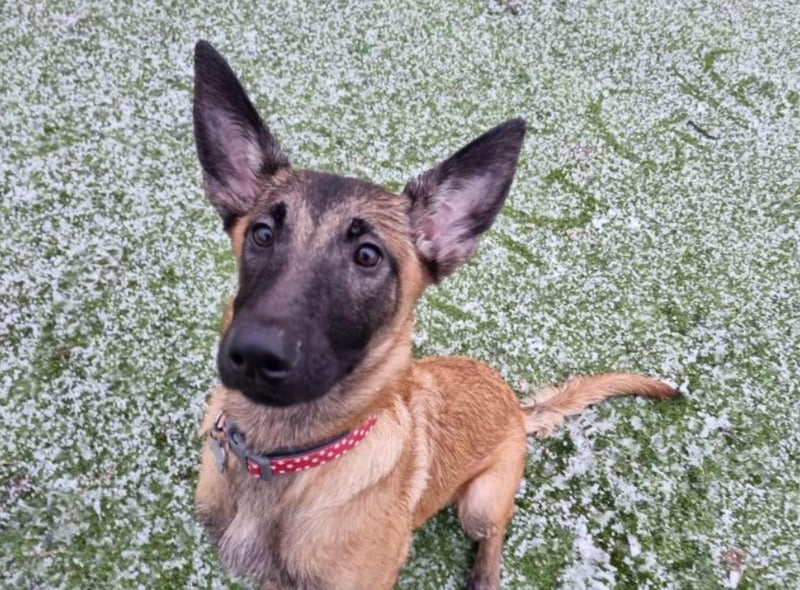 Maggie is a 5 month old Belgium Shepherd who could live with teenage children and a dog savvy cat. She needs a home with a large secure garden.