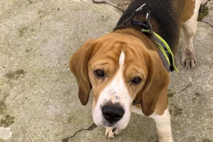 Bennie is three-years-old and best suited to an adult only home. Ideally, he needs a family who are experienced with looking after beagles.