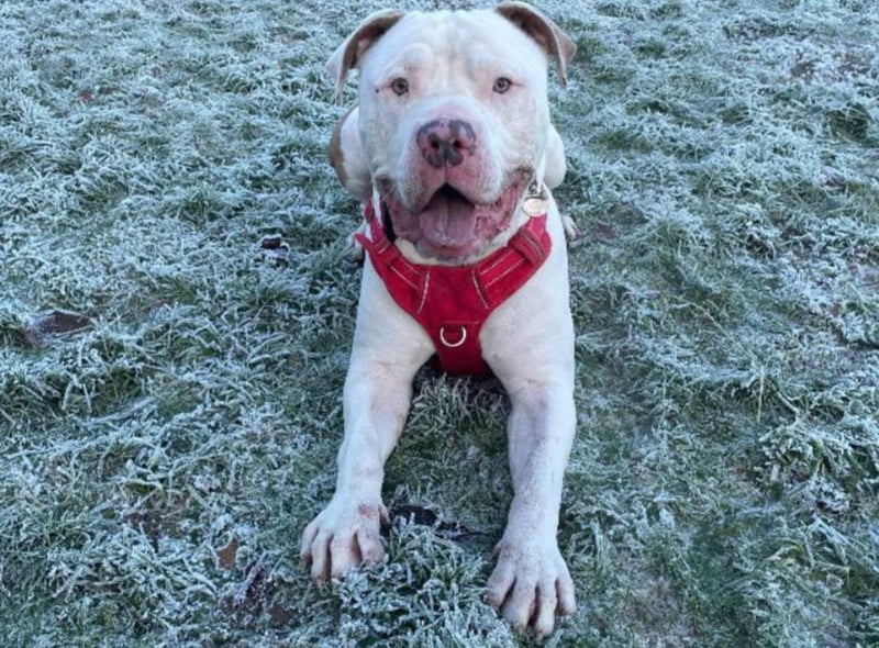 Lenny is a two-year-old American bulldog, looking for the perfect home. Given Lenny’s size, he is best suited to an adult only home where they can keep up with his training especially with lead walking as he is very strong on lead