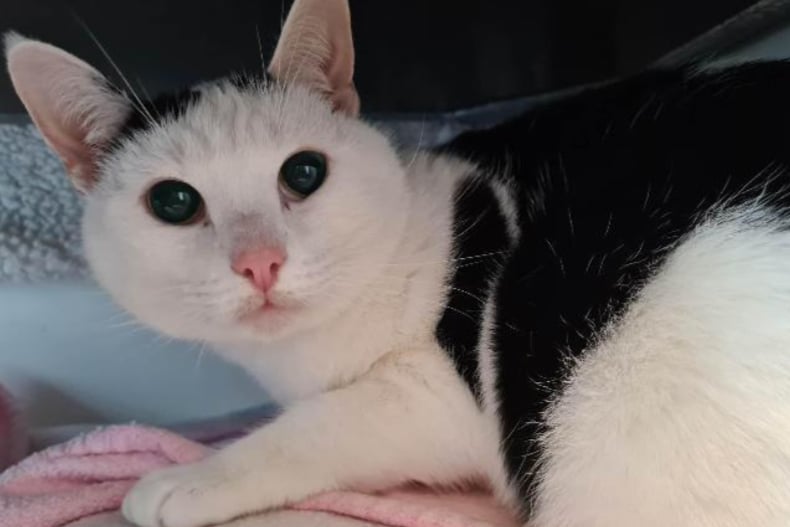  Murphy is eight-years-old and was left on his own after his owner sadly passed away. He would love a home with children and could even live with another cat or dog.