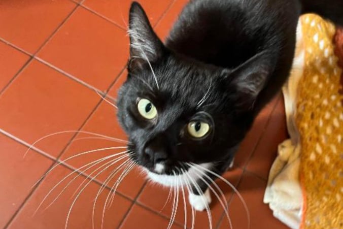 Blue is a friendly male cat, he’s black and white and one year old. Blue has previously lived with cats and so should be able to live with other cats. He loves lots of strokes and treats.