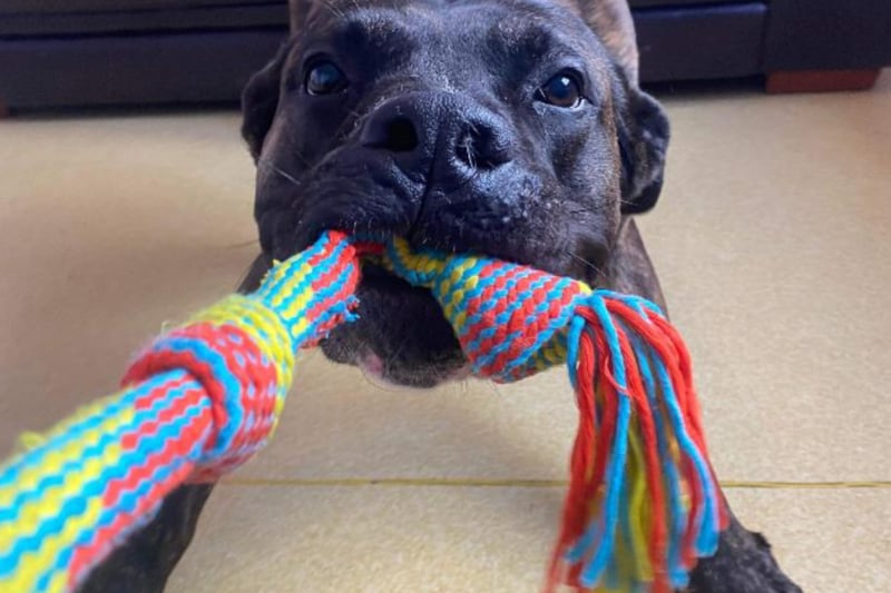 Rocco is a big dog with a big heart and he has been affectionately nicknamed the BFG. He would prefer to have people in the house with him during the day and would prefer an adult only home.