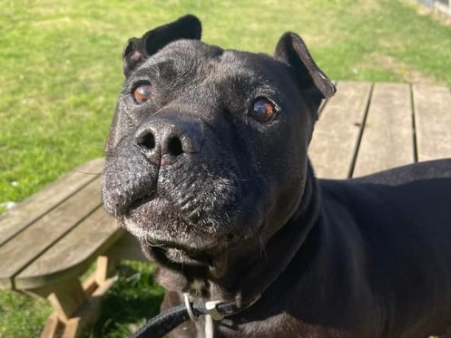 Meet Arnie, a lovely, more independent type dog who loves nothing more than a good belly rub and adventures big and small. Arnie is a very clever for an older dog, as he knows how to sit and give paw.
Arnie is ready to find a loving home where he can get comfortable with someone that can manage his behaviour, and have lots of fun and adventures with his owner and get all the love attention he deserves.