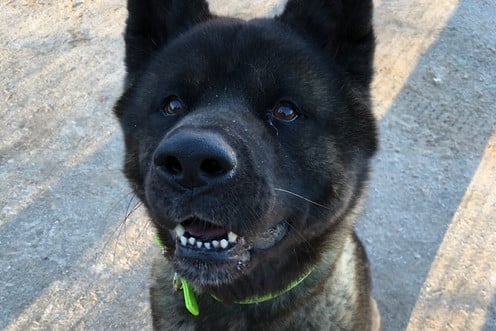 Reggie is an independent lad who loves to go on adventures and explore his surroundings. He is looking for a calm, adult only home where he can do his own thing. Unfortunately Reggie does have a bite history which is believed was caused over food. Reggie would benefit from a home with Akita experience.