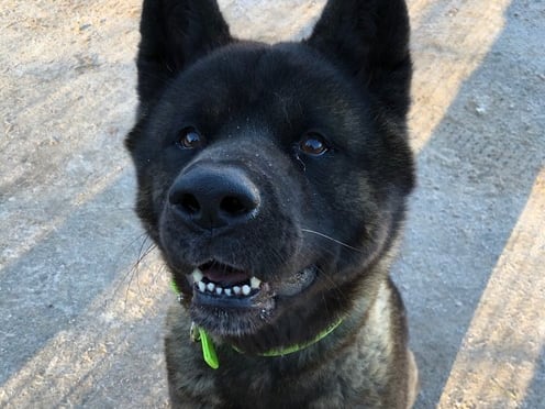 Reggie is an independent lad who loves to go on adventures and explore his surroundings. He is looking for a calm, adult only home where he can do his own thing. Unfortunately Reggie does have a bite history which is believed was caused over food. Reggie would benefit from a home with Akita experience.