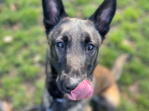 Sweet Maple came into the centre under socialised and very nervous. She will need a patient family that can continue this progress and do multiple meets. Once you’ve gained her trust she is a friendly and gentle girl. Would benefit from being the only dog in the household
