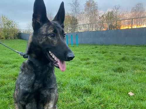 Clover is a sweet and lively girl who came into the centre not very socialised. She is very strong on the lead and will need more lead training. She will need a patient family that can continue this progress. She is unsure on how to play with toys and needs basic command training as well.
