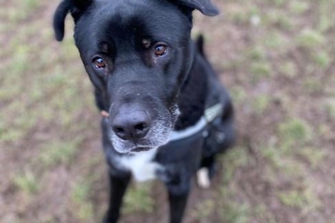 Onyx is looking for an experienced home where he can receive his ongoing training and socialisation. He walks nicely on lead and loves to be out exploring. Onyx is worried by new people and situations therefore will need to be slowly introduced to his potential new home. Onyx is a very large boy with a personality to match.