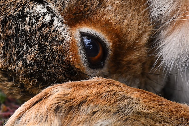 An image from a photography portfolio entitled ‘Hares’ by 14-year-old Thomas Easterbrook from Beaconsfield, Buckinghamshire, winner of the Portfolio category.