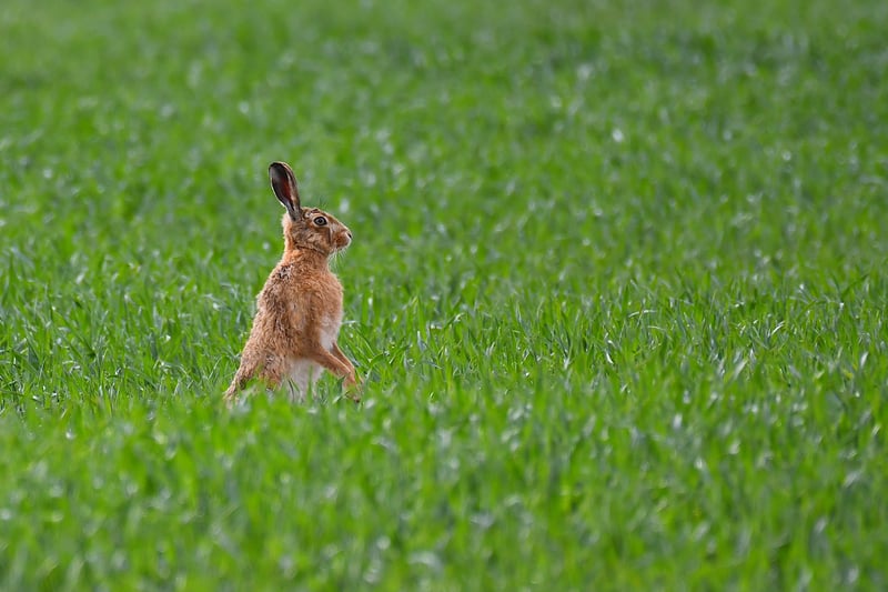 An image from a photography portfolio entitled ‘Hares’ by 14-year-old Thomas Easterbrook from Beaconsfield, Buckinghamshire