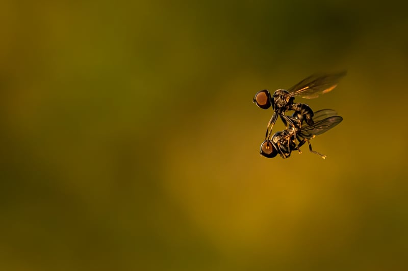  'Hovering' by 18-year-old Ben Hancock-Smith, from Guildford, Surrey, winner of the Small World category