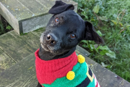 Max is a Patterdale cross, estimated to be around six or seven years old. He’s a super sweet boy, best suited to a home with children aged 16+ and no other pets.