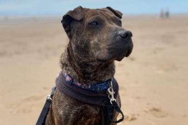 Sasha is a lovely six-year-old Shar Pei cross, looking for a home with no other pets. She can live with children aged 10+ and she needs lots of company.