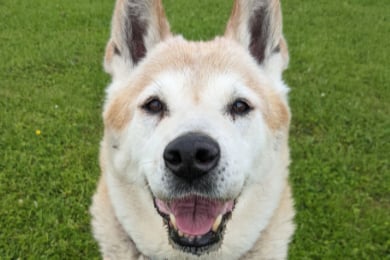 Suki is a ten-year-old Akita who loves getting out and about and particularly enjoys rolling around in the snow! She’s friendly and loyal and would love to join a new family.