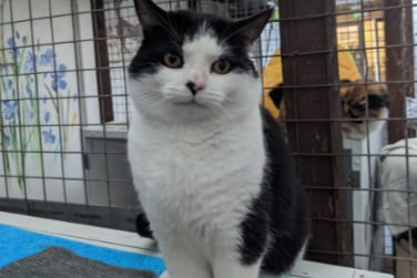 Dave arrived at the centre after being found straying in St. Helens and no previous owners were found. He loves to play and likes to be regularly entertained. 