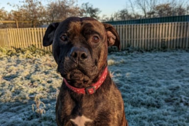 Henry is a five-year-old Mastiff cross, looking for a quiet home with no pets or children. He is loveable and fun and loves cuddles.