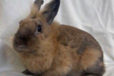 Paddy is a Lionhead rabbit, estimated to be around six months old. He is a shy little boy who needs a forever home.