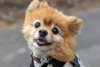Bobby is an eight-year-old Pomeranian who can sometimes feel anxious. Initially, Bobby will need someone who is able to visit Freshfields often so you can get to know him, and he can get to know you.