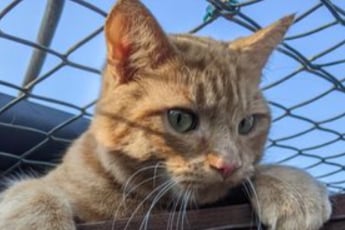 Woody is a six-year-old ginger Tabby who loves playing. He would prefer a home with just adults, where he can be free to come and go as he pleases. 