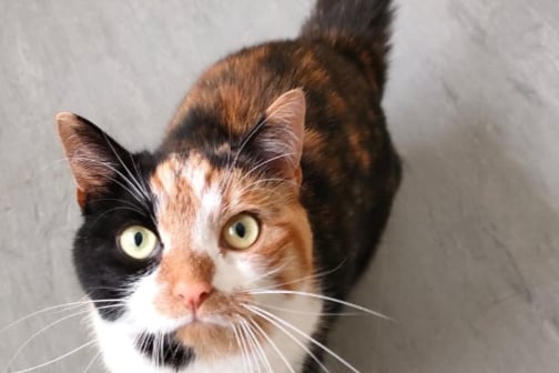 Nellie is a two-year-old cat looking for a home without children or dogs. She loves affection and is playful.