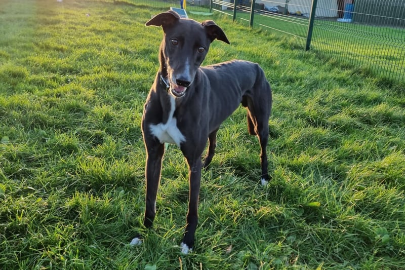"Brook is a confident lad who loves his friends almost as much as he loves his grub! Brook enjoys chasing a ball, and loves his zoomies, but he is just as happy having a cuddle and a snuggle on the sofa!”