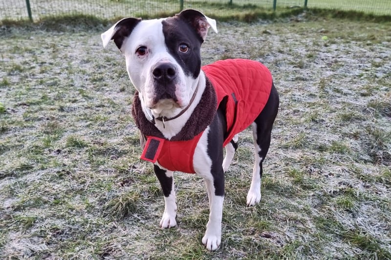 "Dolly is a beautiful girl who can be a little shy when first meeting people. However, her love of food means she is happy to make friends with you in no time! Once Dolly has overcome her initial shyness, she is a very affectionate and loving girl who loves a snuggle on the sofa.”