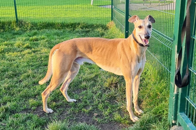 "Eskimo is a lovely lad who can be a little nervous when first meeting new people, but he quickly comes around. He loves a good zoom around the agility pens when he is off lead, but you have to stand clear as he flies around! Once his zoomies are over he likes to come over to you for some attention, leaning into your leg as you stroke him."