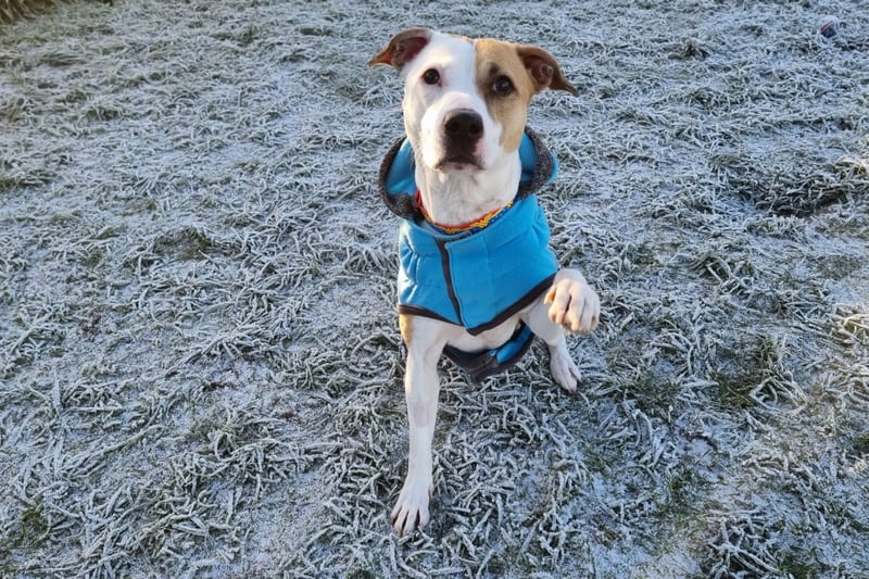 "Joe is a very loving sweet boy who loves to have attention from you and is always at the front of his kennel to say hello. Joe came into us as a stray so we have no previous history for him. He was quite shy and nervous to begin with, but has came out of his shell nicely and now loves to see his friends and have a fuss."