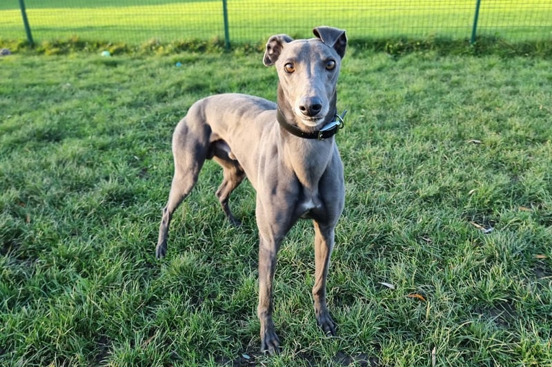 "Million is a friendly boy who can be a little aloof at first, but it doesn’t take him long to come around and want some fuss and attention from you. He loves a good zoom around the agility pens, chasing after toys that are thrown for him."