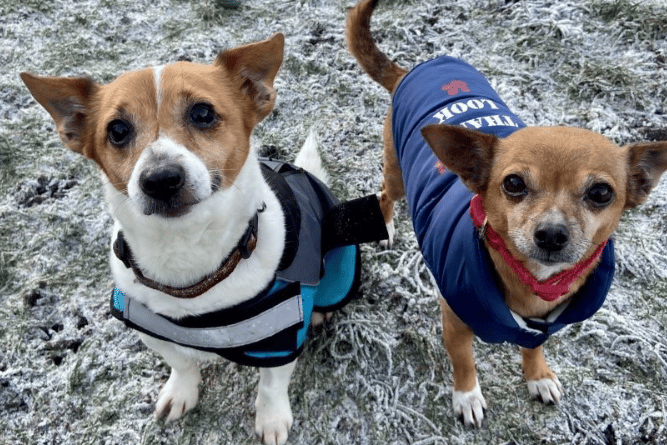 "Minnie & Tinker are an adorable mother and daughter duo who are very closely bonded and must be rehomed together. They are both very sweet girls who love their humans and enjoy their snuggles. They thoroughly enjoy their time together and love to zoom around and share toys almost as much as they enjoy curling up together for a nice cozy nap!”