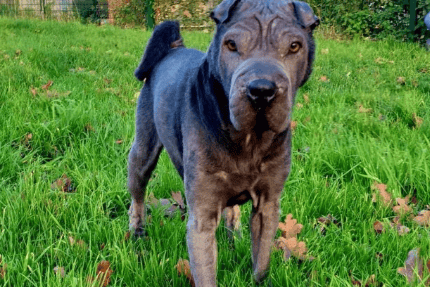 "Sky came into our care in a poor condition after suffering with severe alopecia. It has taken our dedicated team quite a while to get her ready to rehome, and we are finally here ready to begin the search for her forever home. Sky is very much your typical Shar-pei full of character who can be quite independent. She seems to have selective hearing when off-lead and likes to dance to her own drum!”