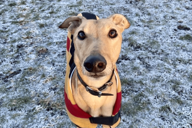 "Mister Amy is a wonderful but timid boy who needs to learn that the world is actually a happy place! He is extremely kind and gentle and has been slowly coming out of his shell whilst with us and showing us more of his fun-loving character!"