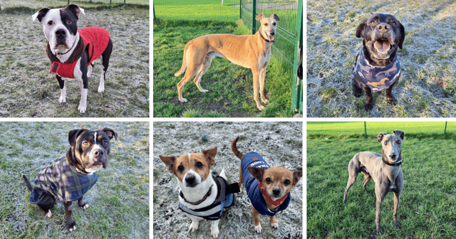 These friendly faces are without a home for Christmas.