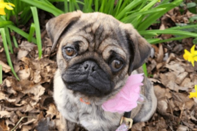 Tigger is a beautiful 1 year-old, fun loving Pug who is looking for a new home due to a family member being allergic to her. She is very friendly and gives kisses to everyone and everything. This amazing little girl sadly has a liver shunt, which is currently being managed with medication and a prescription diet of vegetarian and plant-based dog food, as Tigger cannot process animal proteins without it making her very ill. Tigger will need to have an operation, which will be provided for by the sanctuary. Though Tigger may have a shorter life expectancy, she has a real zest for life and loves going on walks, seeking adventure and making new friends wherever she goes. She has the sweetest and most loving personality and loves to snuggle up and have smooches on the sofa. Although she is great with children, and other animals, we have to take into consideration the chance of her getting food that’s toxic to her from other sources, such as little hands with finger foods, or other animals bowls.  We would love to find Tigger a home with owners who understand the importance of being super strict with her diet and can help Tigger live her best life for as long as possible. You can’t meet this wonderful girl without instantly falling in love with her. Please consider opening your home and your hearts to Tigger, who will return your love in abundance. If you would like to inquire about short-term fostering whilst we try and find Tigger’s forever home, or if you would like to adopt this very special lady, please contact the rehoming team. Thank you.