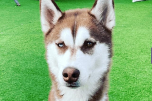 Yuka is being rehomed as he is finding his home environment a little too busy for him This handsome boy is friendly with people, loves a cuddle and enjoys long walk - although he can be hit or miss with other dogs, so would need to be the only pet in the home. For Yuka Holly Hedge is looking for an experienced home ideally of his breed or larger dogs, with someone/people who will have the time and commitment to give him the ongoing training that he will need, as he does like to greet passersby with an enthusiastic high five with both front paws! Yuka would be best suited to a more rural location where he can build a strong bond with his adopter(s) and learn to become a calmer confident lad.