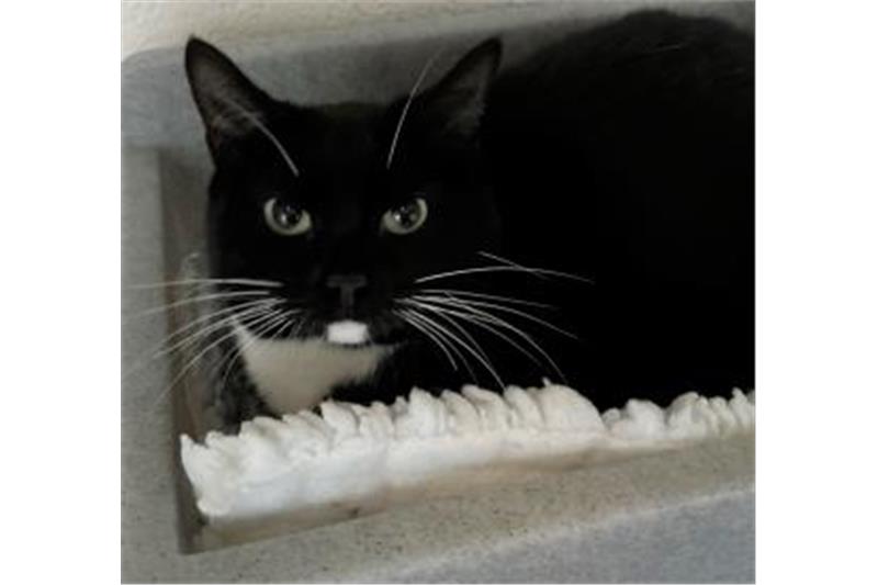 Albie is a domestic short hair aged 4. He is a gentle soul who likes sitting outside. He can live with other cats and mature families. He is not an indoor cat. (Photo - Cats Protection Birmingham) 