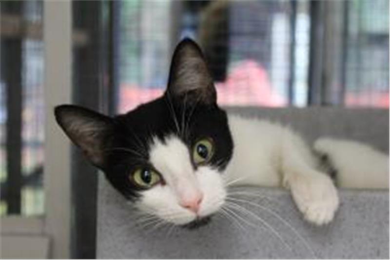 This beautiful girl is just two years old. She is affectionate and loves a fuss. She has a mild food intolerance and needs some upmarket kitty food. She answers to being called and likes eating a little often. So, she is ideal for a home where someone is there throughout the day. It is not known how she would be with other animals but she can live with older children. (Photo - Cats Protection Birmingham)