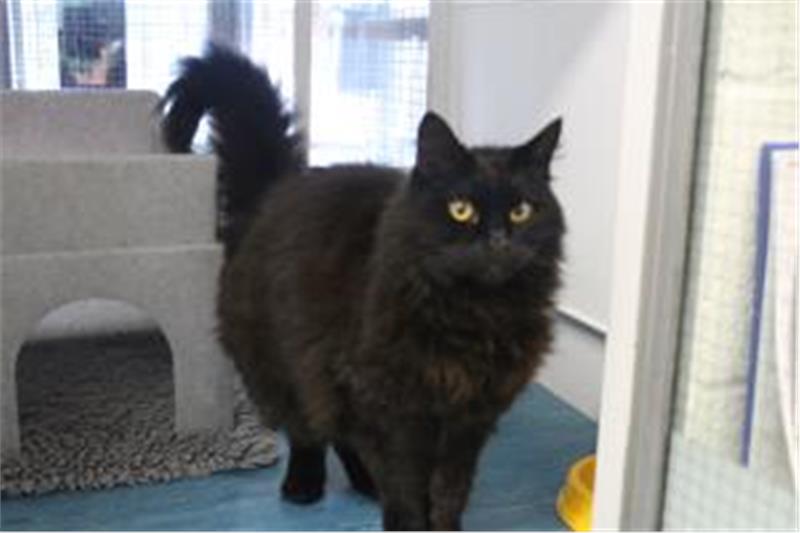 Cooper-Ru is a domestic short hair who is quite a character. He likes to climb and being fussed over. He loves playing and can live with  school aged children. He can also live with dogs but would like to be the only cat in the house. He is an indoor cat. (Photo - Cats Protection Birmingham)