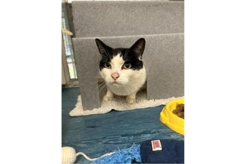 Fred is a senior cat at the age of 12. He arrived with his sister Wilma. They should be rehomed together and love a quiet home where they can be fussed over. They can live with gentle dogs and other cats as well. Having access to the outside would be a plus.  (Photo - Cats Protection Birmingham)