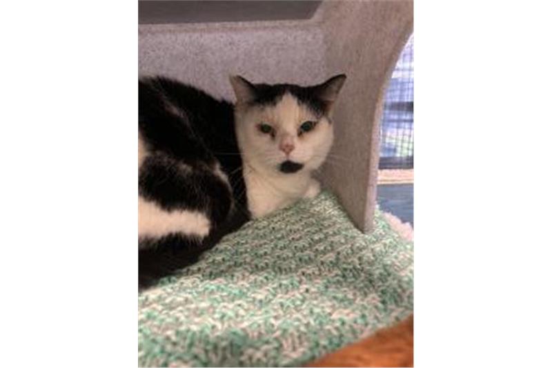 Luna came to the centre with her sister Nala. Luna is a little shy but affectionate and friendly. They love a fuss and cuddle since both of them are finding it hard to live in the adoption centre. (Photo - Cats Protection Birmingham)