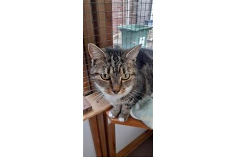Simone is a 3-year-old domestic shorthair. She was adopted from Cats Protection as a kitten with her sister Nina. Their owner can no longer take care of them. She needs a quiet home with no other animals. She loves rubs and a quiet voice because of all the upheaveal in her life.  (Photo - Cats Protection Birmingham)