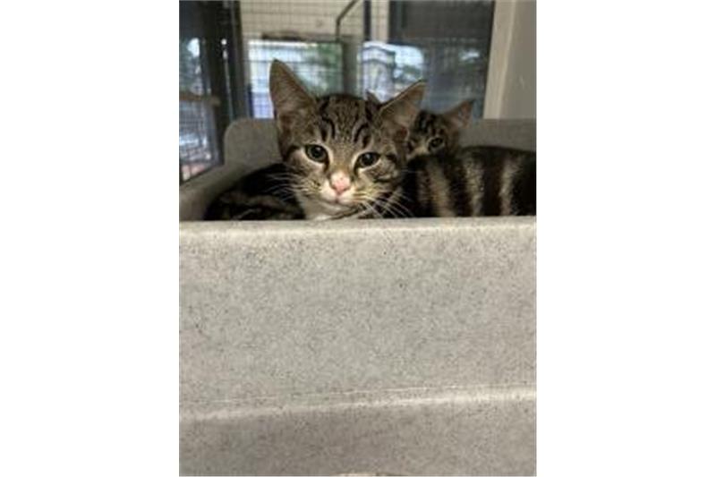 Oscar came to the charity with his brother Milo. Both of them are less than a year old and must be rehomed together. They have experience living with a family with children and can live in a family set up yet again. (Photo - Cats Protection Birmingham)