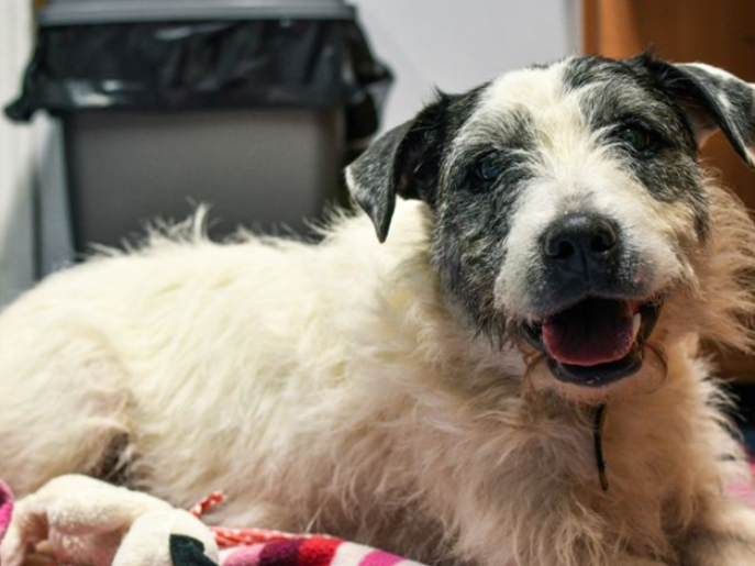Spot is looking for an adult only home with adopters that are committed to come to the centre for multiple visits as Spot can be nervous of new people and takes him some time to get to know you. He’s nine-years-old and would love a new family.