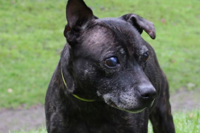 Bella is a worried older lady, looking for a quiet, adult only home with no other pets. She will need somebody who is able to be around with her for most of the time as she can be destructive if left for too long, but she is house trained, walks nicely on her lead and travels well in the car.