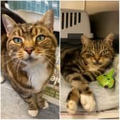 Mother and daughter duo Lu & Maggie are up for adoption in Sheffield